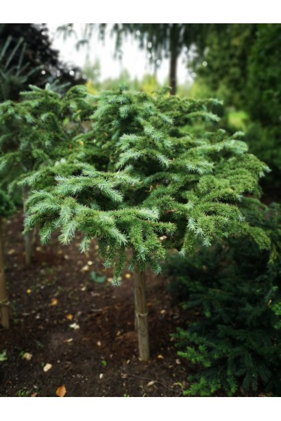 Лиственница европейская Литл Богл | Larix decidua Little Bogle | Модрина європейська Літл Богл